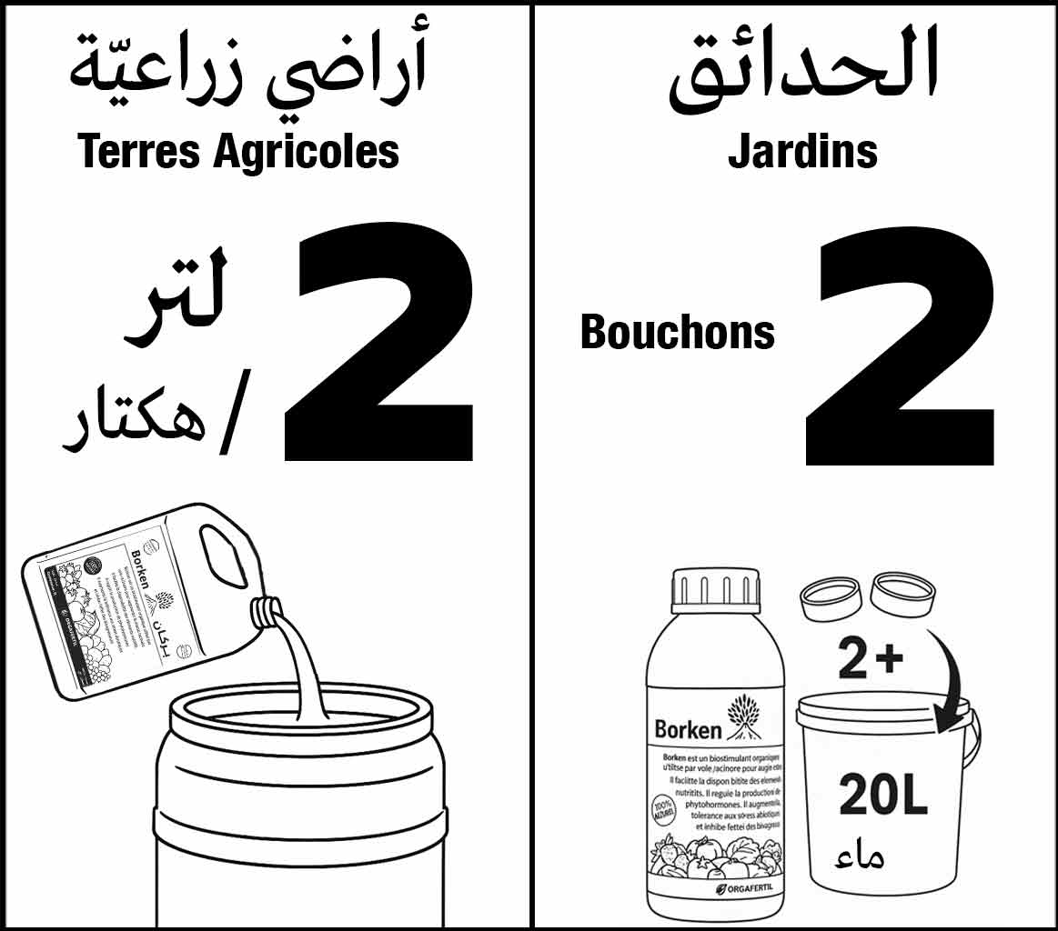 Borken Explication