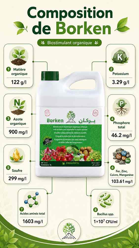 Borken Explication