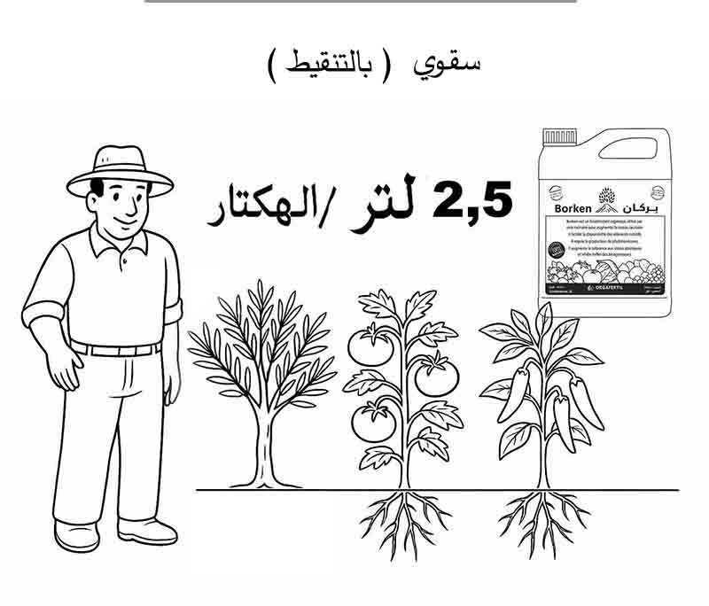 طريقة استعمال بركان