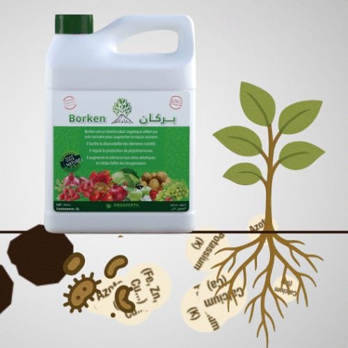 Borken – Biostimulant bactérien بركان – منشط حيوي بكتيري - irrigation agricole tunisie - Tunisie - agribiotunisie -...