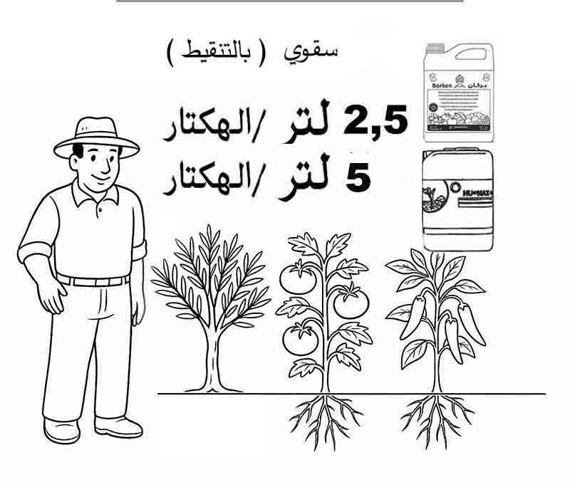 طريقة استعمال بركان
